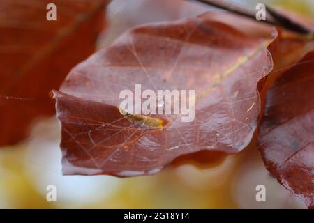 Leaf with spiders web Stock Photo