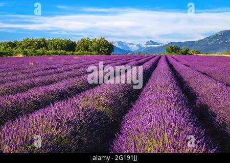 Amazing summer flowery landscape with violet lavender fields. Blooming lavender plantation with stunning symmetrical rows, Valensole, Provence region, Stock Photo