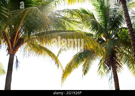Summer vacations concept background Nature frame with coconut trees on white background Stock Photo