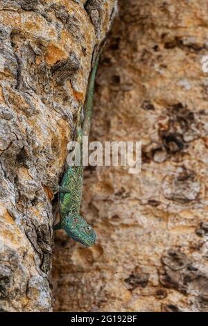 Southern tree agama on a branch Stock Photo - Alamy