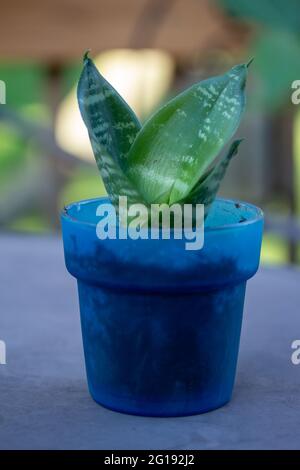 pot size for spider plant Chlorophytum 'Spider Plant', in 4