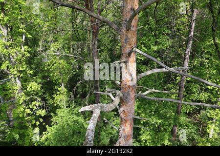 Forest dying on the Brocken in the Harz Germany Stock Photo