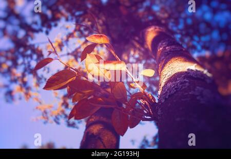 Beautiful incidence of light on a tree in the Kaisergarten as a special bonsai tree in extra large! Tranquil nature shot in spring. Stock Photo