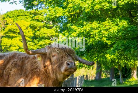 Mortonhall, Edinburgh, UK. 6th June, 2021. UK Scotland uk weather Highland cows graze in the long grass of meadows in the grounds of Mortonhall in Edinburgh. Another day of blue skies and sunny weather. Credit -Alamy Live News. Stock Photo