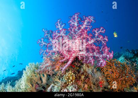 Colorful coral reef, Peleiu Wall, Micronesia, Palau Stock Photo