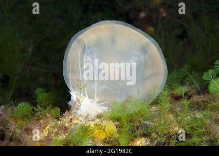 Anemone feed Jellyfish, Entacmaea medusivora, Mastigias papua etpisonii, Jellyfish Lake, Micronesia, Palau Stock Photo