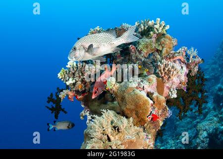 Colorful coral fishes, Blue Corner, Micronesia, Palau Stock Photo