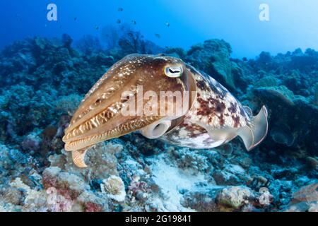 Broadclub Cuttlefish, Sepia latimanus, Micronesia, Palau Stock Photo