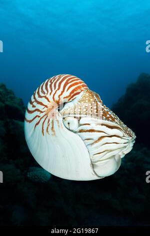 Chambered Nautilus, Nautilus belauensis, Micronesia, Palau Stock Photo