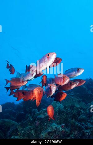 Red Crescent-tail Bigeye, Priacanthus hamrur, Blue Corner, Micronesia, Palau Stock Photo