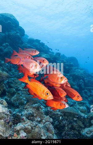 Red Crescent-tail Bigeye, Priacanthus hamrur, Blue Corner, Micronesia, Palau Stock Photo