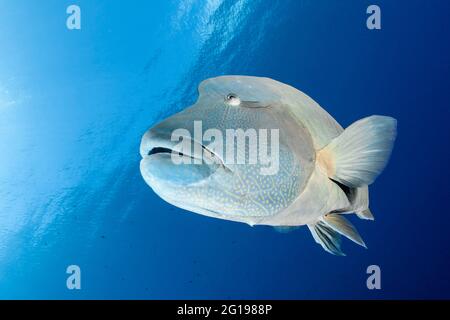 Humpback Wrasse, Cheilinus undulatus, Blue Corner, Micronesia, Palau Stock Photo