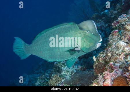 Bumphead Parrotfish, Bolbometopon muricatum, Blue Corner, Micronesia, Palau Stock Photo