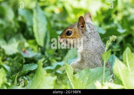 Young squirrel hiding in undergrowth Stock Photo
