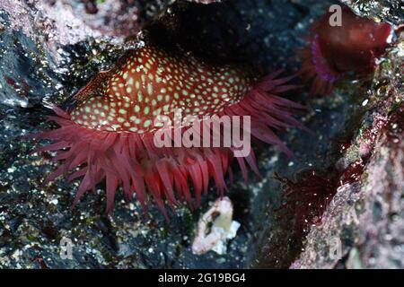 Strawberry Anemone at Portloe Harbour, Cornwall Stock Photo