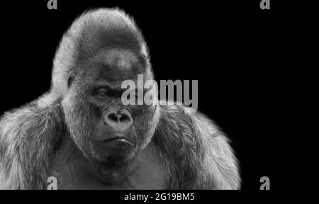 Black And White Gorilla Closeup Face Stock Photo