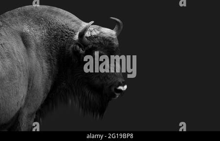 Black And White Bison Closeup Face Stock Photo