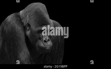 Black And White Gorilla Closeup Face In The Black Background Stock Photo