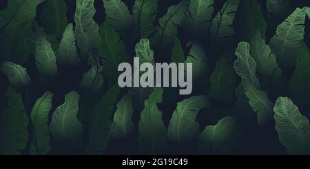 Hand drawn background with exotic tropical leaves. Horizontal banana leaves banner in dark green colors. Backdrop with copy space. Stock Vector
