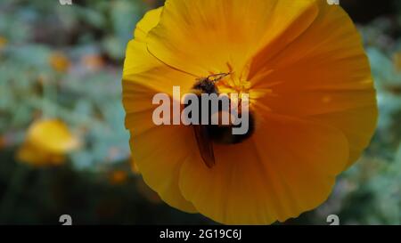 Bee taking pollen from a California poppy. Stock Photo