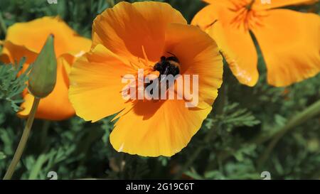 Bee taking pollen from a California poppy. Stock Photo