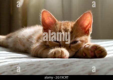 A small beautiful red tabby kitten falls asleep on the couch Stock Photo