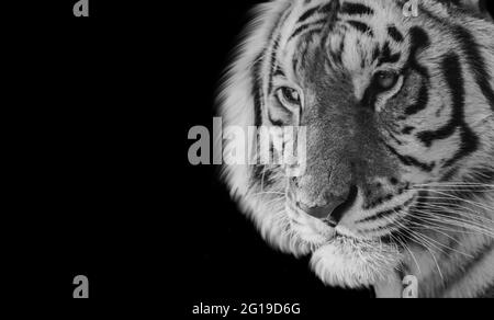 Beautiful Black And White Tiger Closeup Face Stock Photo