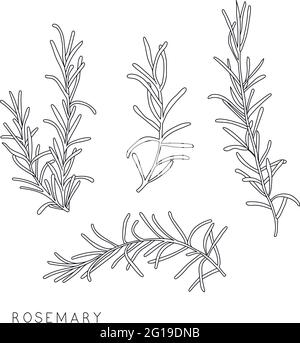 Rosemary hand drawing Rosemary sketch illustration Rosemary herbs and  spices Vector illustration Stock Vector Image  Art  Alamy