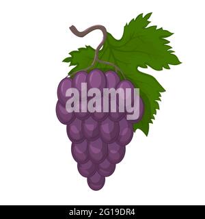 Fresh bunch of grapes purple icon on white background. vector illustration in flat style Stock Vector