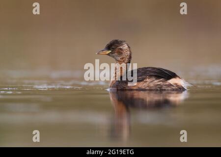 Young little grebe on a pond Stock Photo