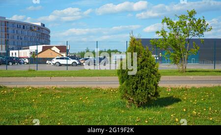 Young thuja tree grows next to the parking lot Stock Photo