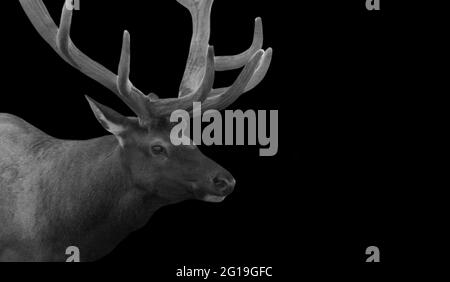 Big Antlers Rocky Mountain Elk Closeup On The Black Background Stock Photo