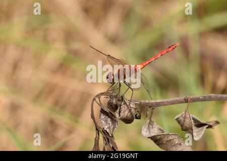 Ruddy Darter dragonfly perched ready for takeoff on a dead twig. Hertfordshire, England, UK. Stock Photo