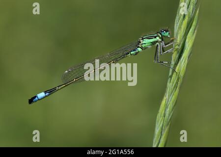 Blue-tailed Damselfly Ischnura elegans - Immature male Stock Photo