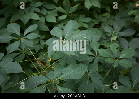leaves close up of Aesculus indica tree Stock Photo