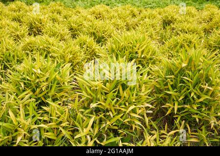 Pleioblastus viridistriatus plants in an ornamental garden Stock Photo