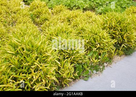 Pleioblastus viridistriatus plants in an ornamental garden Stock Photo