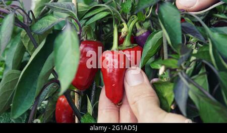 picking red peppers on a terrace garden Stock Photo