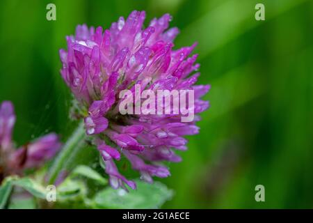 a blooming Centaurea jacea or also know as brownray knapweed with the dew drops still on the petals creating nice reflections of the scenery. Stock Photo