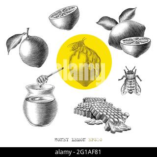 Honey lemon elememt hand drawn vintage engraving style black and white clip art isolated on white background Stock Vector