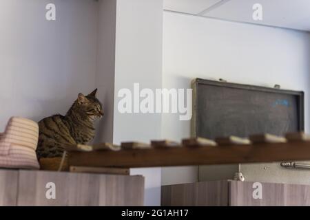 A seal point Birman cat, 4 month old kitten, male climbs on the wooden beam on the attic under angled plasterboard ceiling Stock Photo