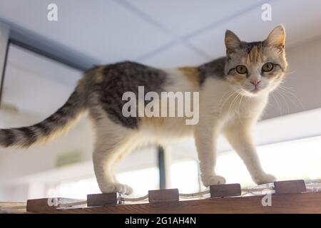 A seal point Birman cat, 4 month old kitten, male climbs on the wooden beam on the attic under angled plasterboard ceiling Stock Photo