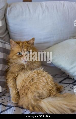 Red fluffy cat sitting like a human on bed Stock Photo