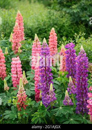 Flowering garden lupins (Lupinus polyphyllus) Stock Photo