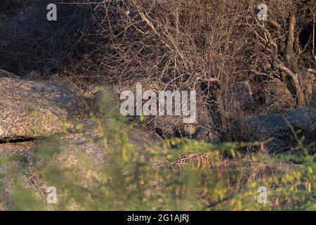 The image of  Indian leopard (Panthera pardus fusca) at Bera, Rajasthan, India, Asia Stock Photo