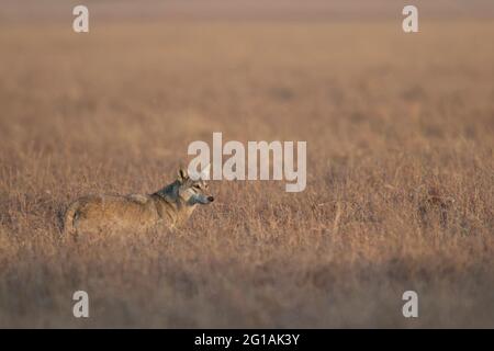 The image of Indian wolf (Canis lupus pallipes) wastaken at Velavadar national park, Gujarat, India, Asia Stock Photo