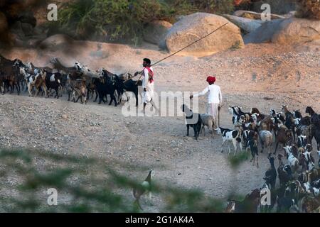 The image of Shepherd or Rabari man was taken in Bera, Rajasthan, India ...