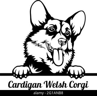 Cardigan Welsh Corgi Peeking Dog - head isolated on white - vector stock Stock Vector