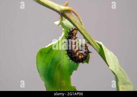 Blue Pansy Caterpillar ready going into cocoon, pupa or chrysalis. Macro photography of caterpillar undergoes metamorphosis. Stock Photo