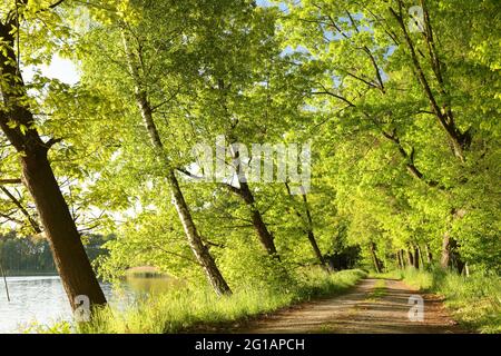 A country road among oaks on a sunny spring morning Stock Photo